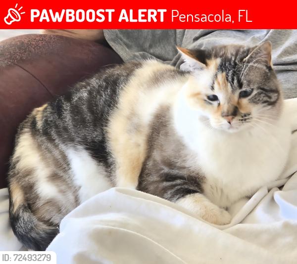 Lost Female Cat last seen Near Paddock Way , Pensacola, FL 32526