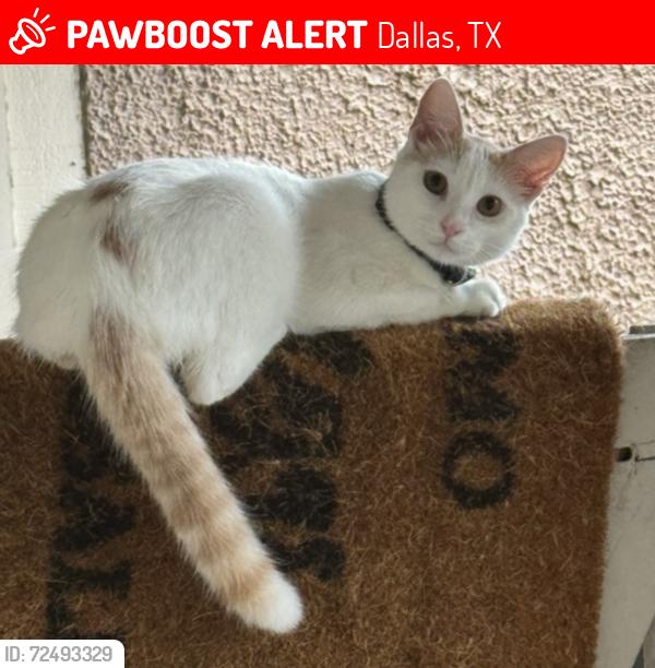 Lost Male Cat last seen dale crest , Dallas, TX 75220