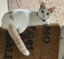 Lost Male Cat last seen dale crest , Dallas, TX 75220
