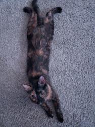 Lost Female Cat last seen Walmart , Plano, TX 75024