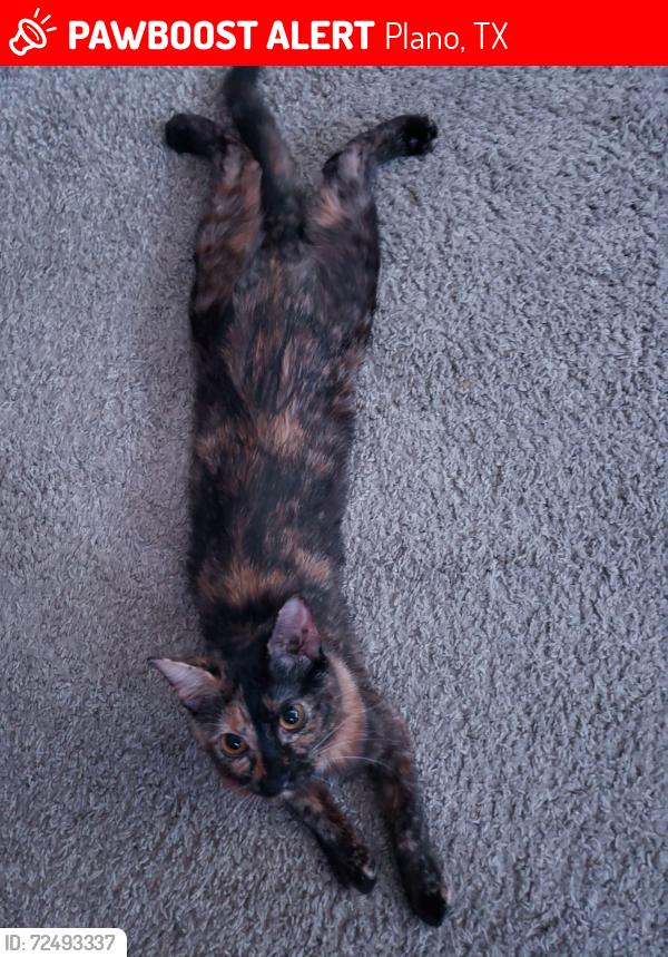 Lost Female Cat last seen Walmart , Plano, TX 75024