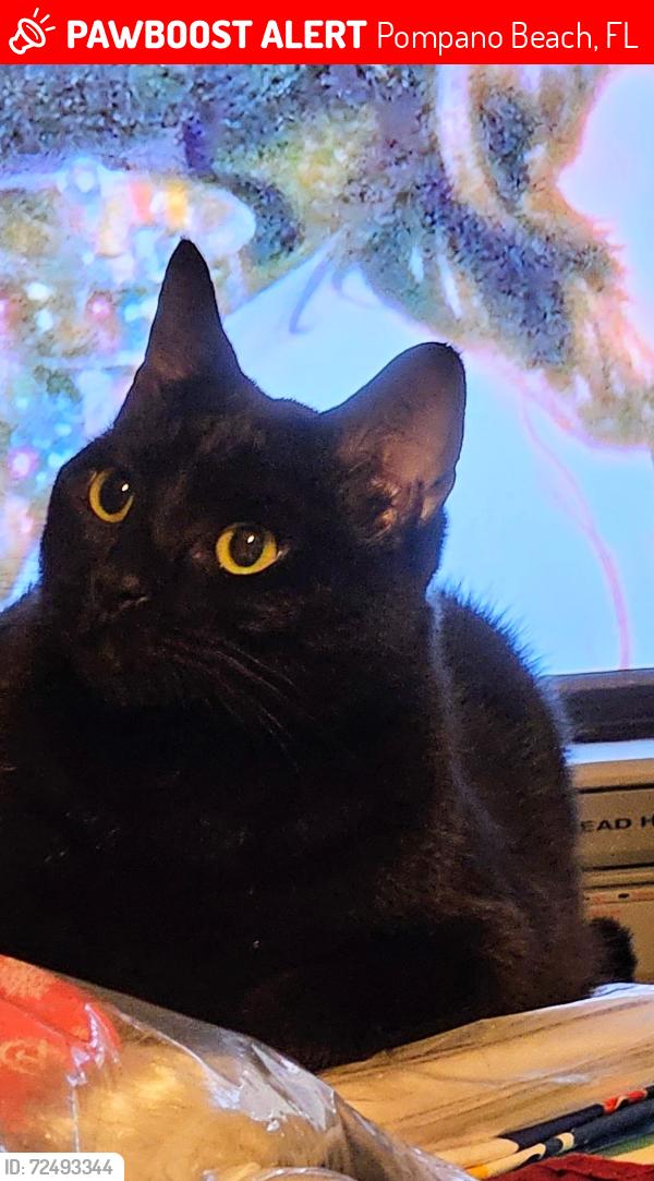 Lost Female Cat last seen McNab , Pompano Beach, FL 33069