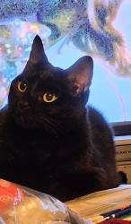 Lost Female Cat last seen McNab , Pompano Beach, FL 33069