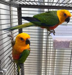 Lost Female Bird last seen Castle Hill, Castle Hill, NSW 2154