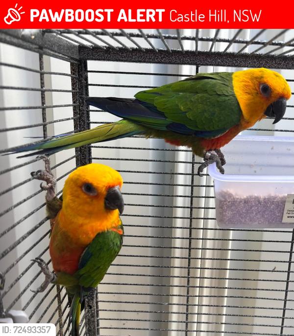 Lost Female Bird last seen Castle Hill, Castle Hill, NSW 2154