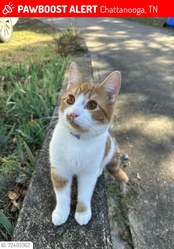 Lost Male Cat last seen Hewitt ave, Chattanooga, TN 37421