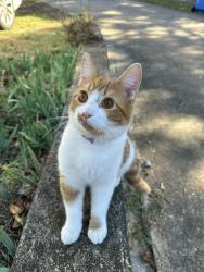 Lost Male Cat last seen Hewitt ave, Chattanooga, TN 37421