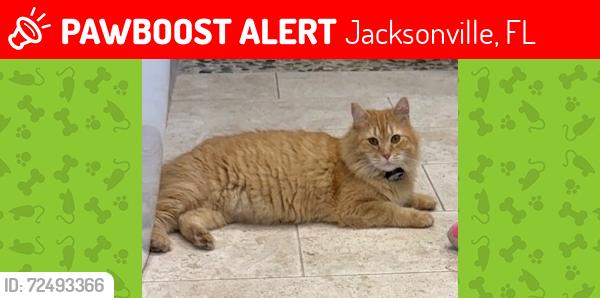 Lost Male Cat last seen Whipporwill and Deerwood Point, Jacksonville, FL 32256