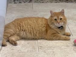 Lost Male Cat last seen Whipporwill and Deerwood Point, Jacksonville, FL 32256