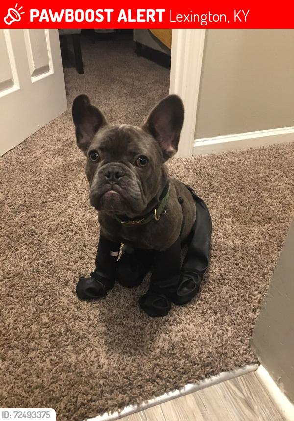 Lost Male Dog last seen Caballo Crossing apmts, Lexington, KY 40511