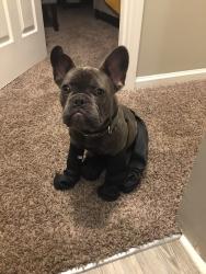 Lost Male Dog last seen Caballo Crossing apmts, Lexington, KY 40511