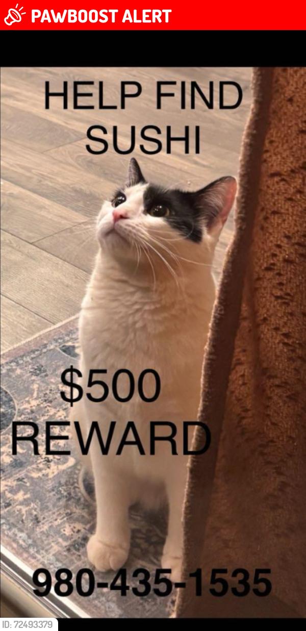 Lost Female Cat last seen Route 150, Shertills Ford Road, Townes at Sherrills Ford, Lake Norman of Catawba, NC 28682