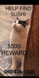 Lost Female Cat last seen Route 150, Shertills Ford Road, Townes at Sherrills Ford, Lake Norman of Catawba, NC 28682
