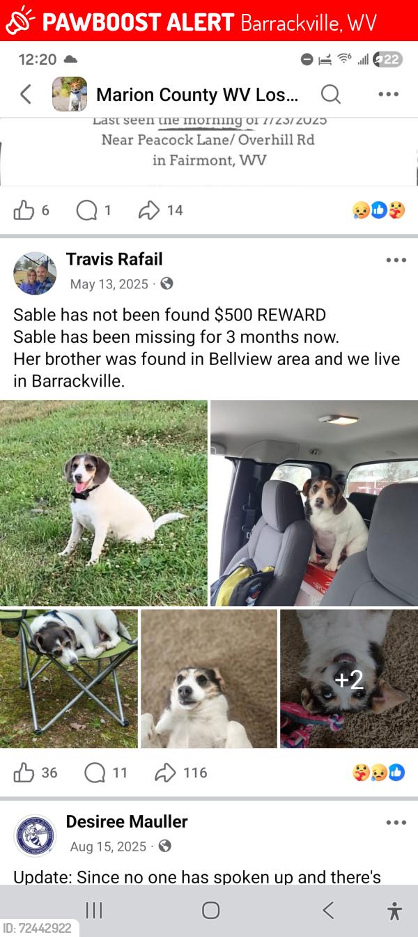 Lost Female Dog last seen Bellview, WV , Barrackville, WV 26559