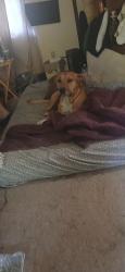 Lost Male Dog last seen Near mallett rd E , Perkinston, MS 39573