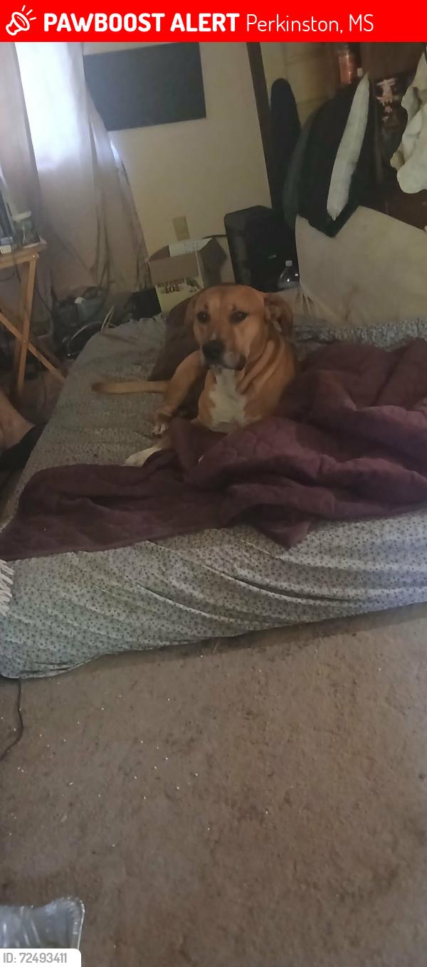 Lost Male Dog last seen Near mallett rd E , Perkinston, MS 39573