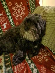Lost Female Dog last seen Mutton Hollow Rd and Dyke Rd, Stanardsville, VA 22973
