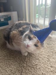 Lost Female Cat last seen Near Cameron Ave , Rockford, IL 61101