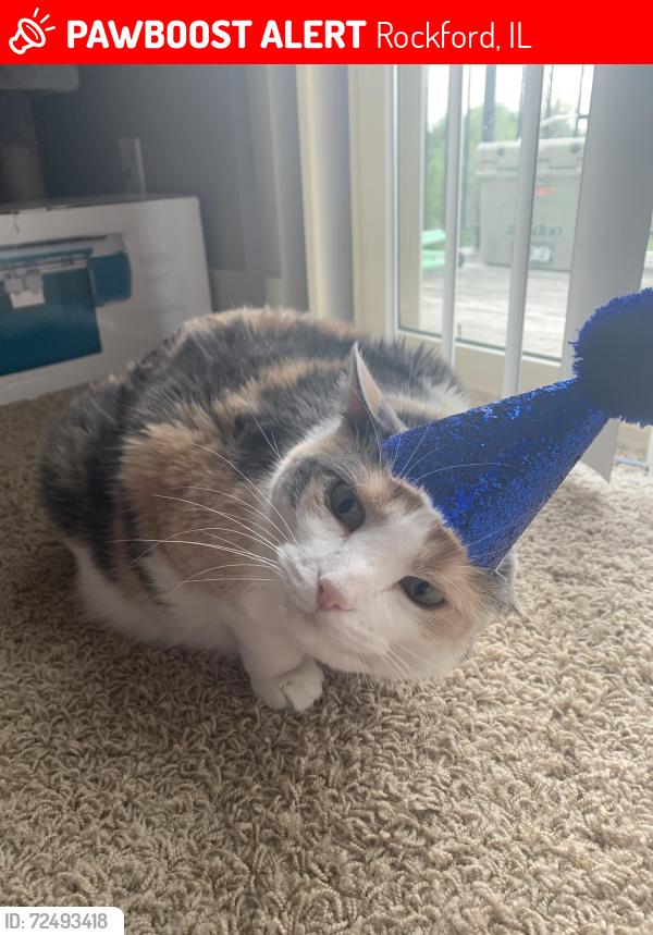Lost Female Cat last seen Near Cameron Ave , Rockford, IL 61101