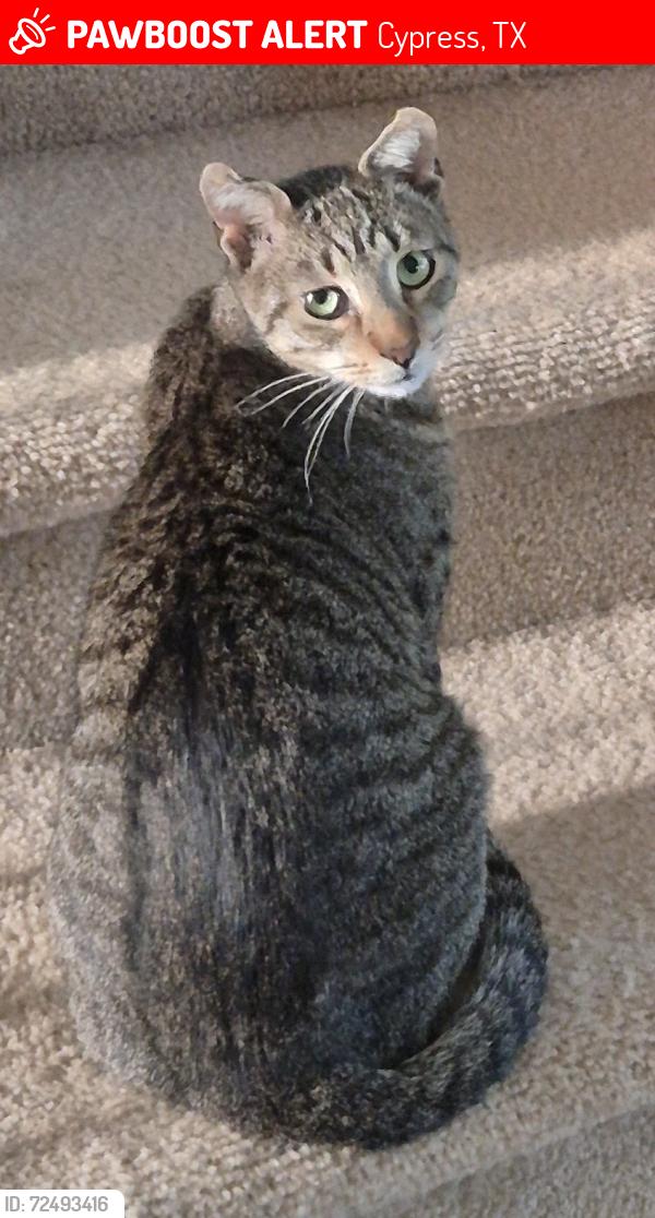 Lost Male Cat last seen Ashland Point LN, Cypress TX, Cypress, TX 77429