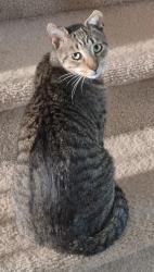 Lost Male Cat last seen Ashland Point LN, Cypress TX, Cypress, TX 77429