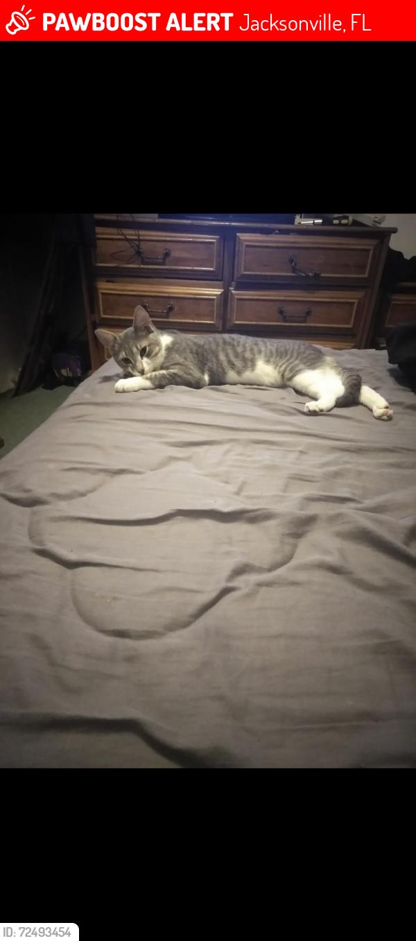 Lost Male Cat last seen Red roof inn youngerman cir, Jacksonville, FL 32244