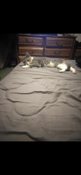 Lost Male Cat last seen Red roof inn youngerman cir, Jacksonville, FL 32244