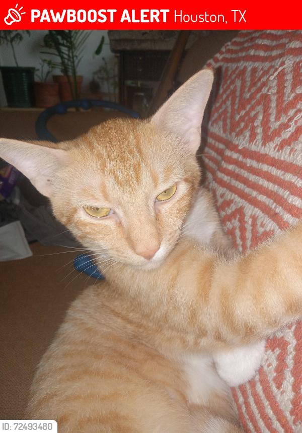 Lost Male Cat last seen West grey and Eberhard , Houston, TX 77019