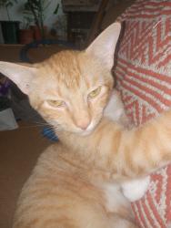Lost Male Cat last seen West grey and Eberhard , Houston, TX 77019