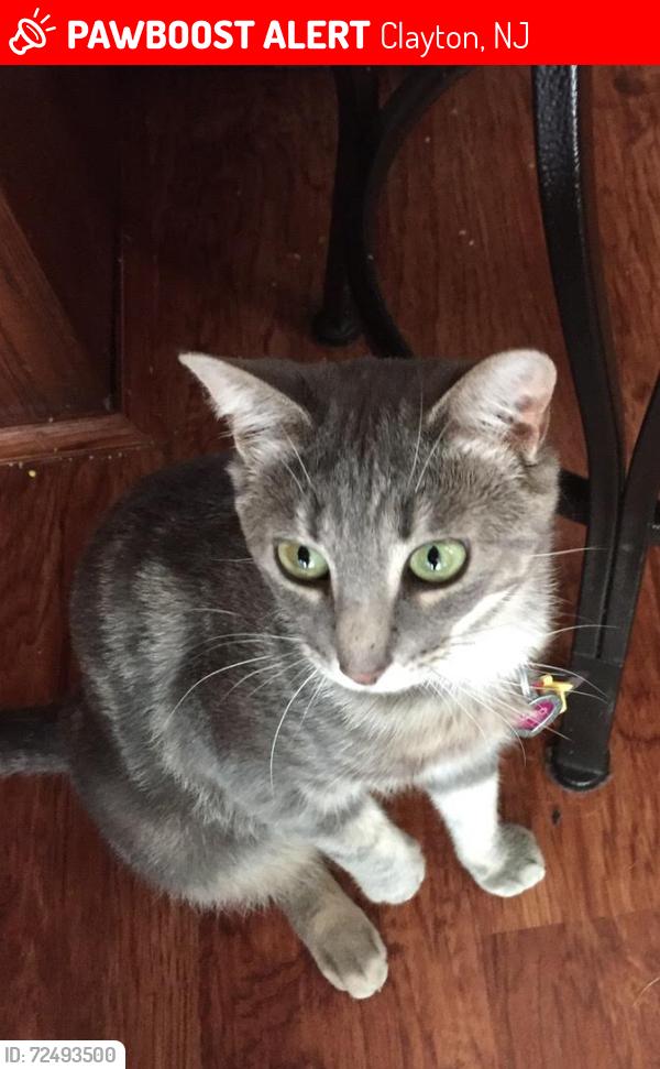 Lost Female Cat last seen Deschler Blvd, Clayton, NJ 08312