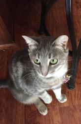 Lost Female Cat last seen Deschler Blvd, Clayton, NJ 08312