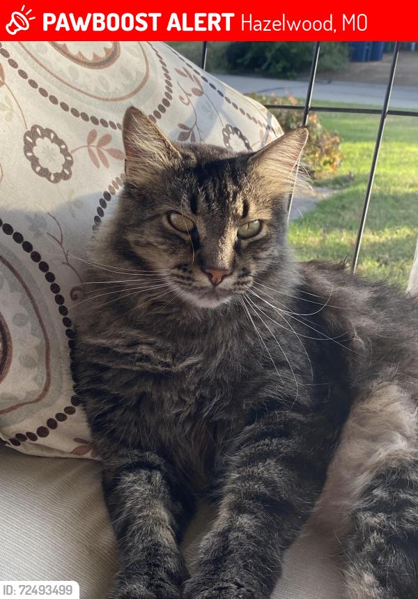 Lost Male Cat last seen Teson and Howders , Hazelwood, MO 63042