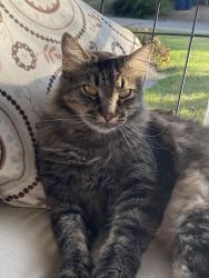 Lost Male Cat last seen Teson and Howders , Hazelwood, MO 63042