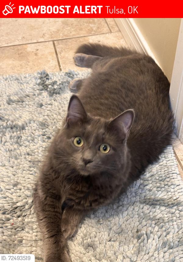 Lost Male Cat last seen 67th and 70th E. Ave., Tulsa, OK 74133