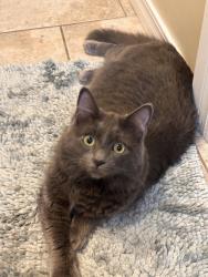 Lost Male Cat last seen 67th and 70th E. Ave., Tulsa, OK 74133