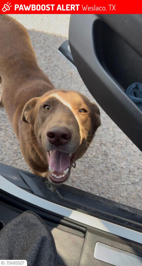 Lost Male Dog last seen S Milano Rd Weslaco , Weslaco, TX 78596