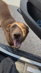 Lost Male Dog last seen S Milano Rd Weslaco , Weslaco, TX 78596