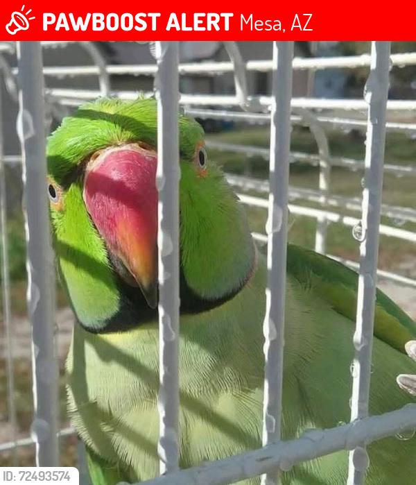 Lost Male Bird last seen Victoria and highland , Mesa, AZ 85210