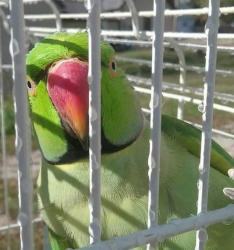 Lost Male Bird last seen Victoria and highland , Mesa, AZ 85210