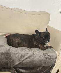 Lost Female Dog last seen Topaz and Laurel Oak, Victorville, CA 92392