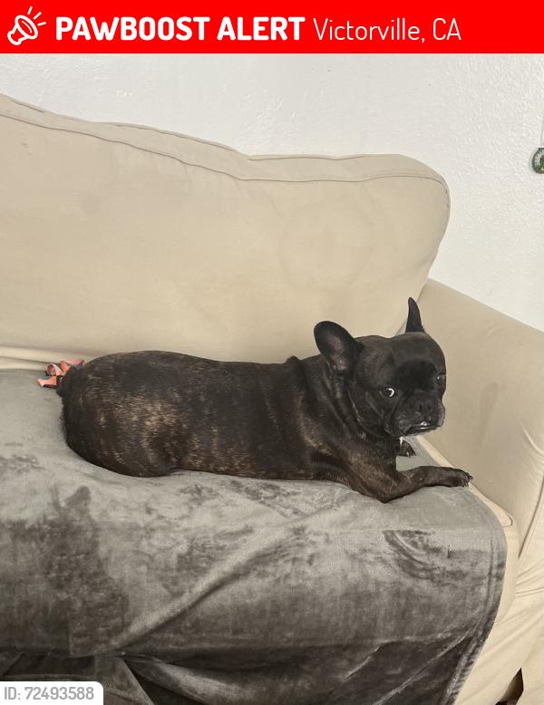 Lost Female Dog last seen Topaz and Laurel Oak, Victorville, CA 92392