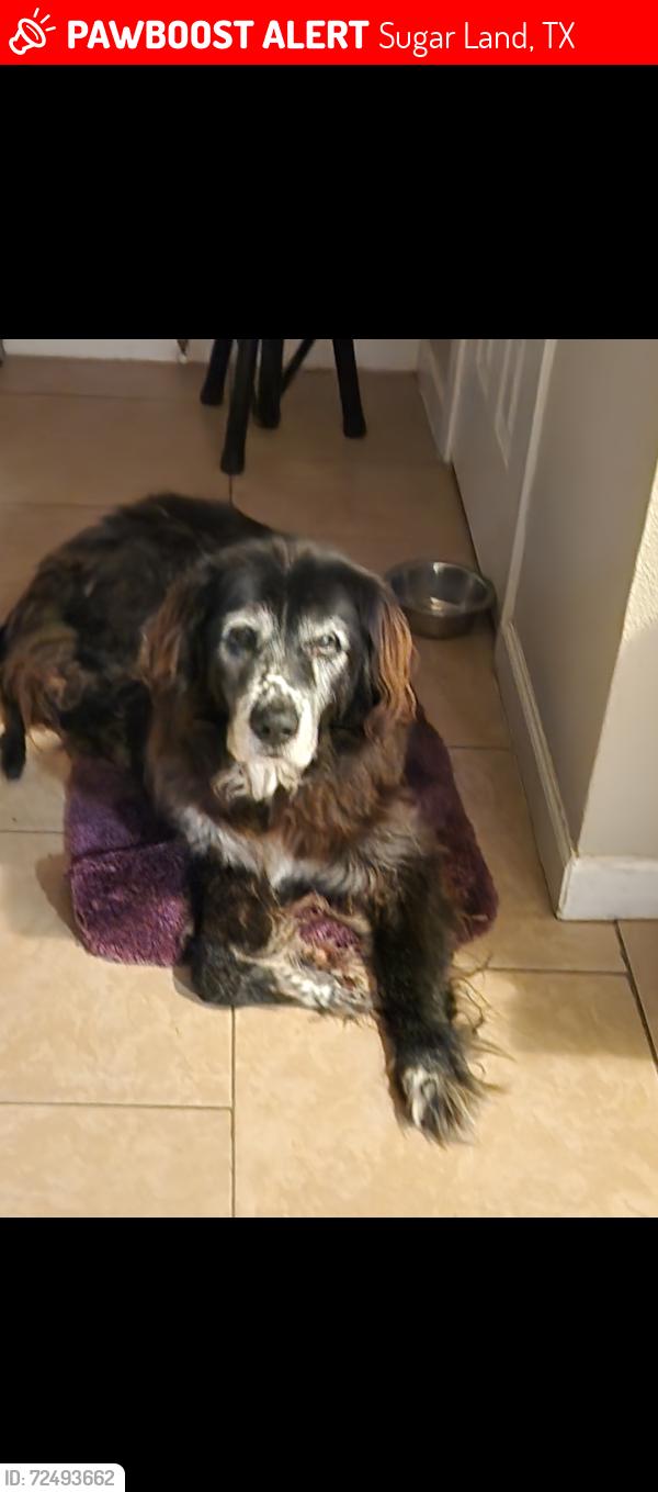 Lost Male Dog last seen Old richmond and hwy 6, Sugar Land, TX 77498