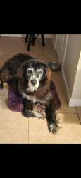 Lost Male Dog last seen Old richmond and hwy 6, Sugar Land, TX 77498