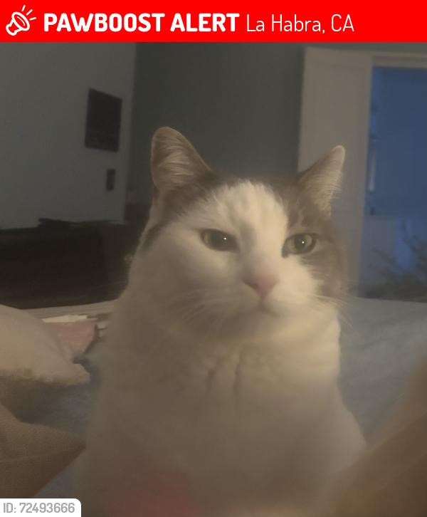 Lost Female Cat last seen Whittier blvd/Chestnut, La Habra, CA 90631