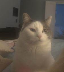 Lost Female Cat last seen Whittier blvd/Chestnut, La Habra, CA 90631