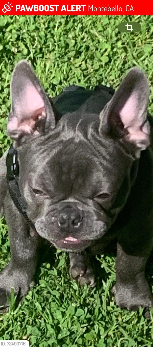 Lost Male Dog last seen greenwood and date, Montebello, CA 90640