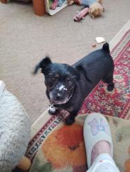 Lost Male Dog last seen Johnson st. & Sunset ave., Elkhart, IN 46514
