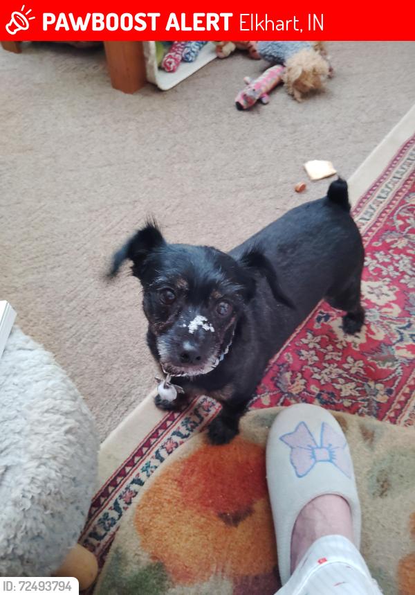Lost Male Dog last seen Johnson st. & Sunset ave., Elkhart, IN 46514