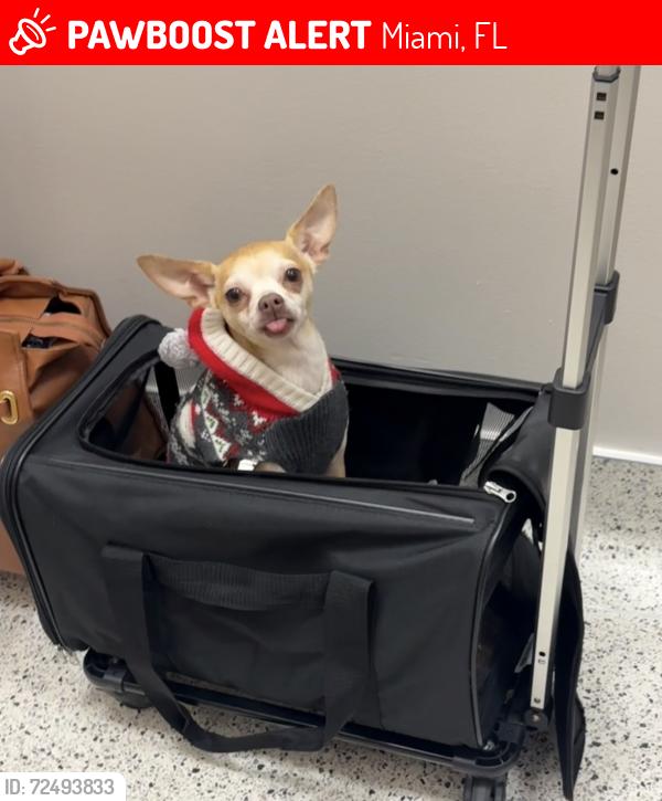 Lost Male Dog last seen Near NW 27th Ave Miami, FL 33142 United States, Miami, FL 33142