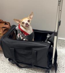 Lost Male Dog last seen Near NW 27th Ave Miami, FL 33142 United States, Miami, FL 33142